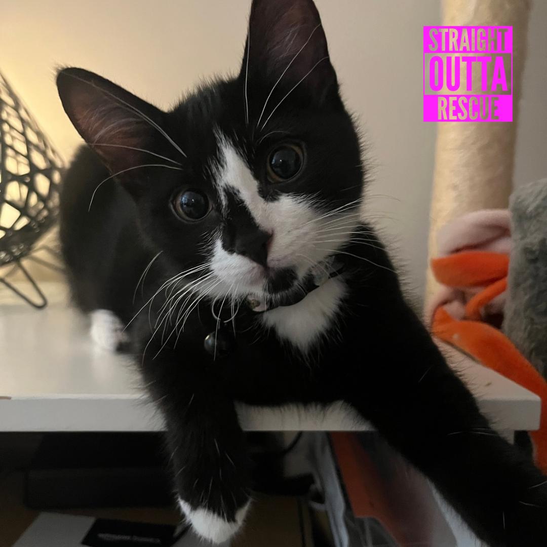 Agatha, ADOPTABLE, Kitten Female Domestic Short Hair.