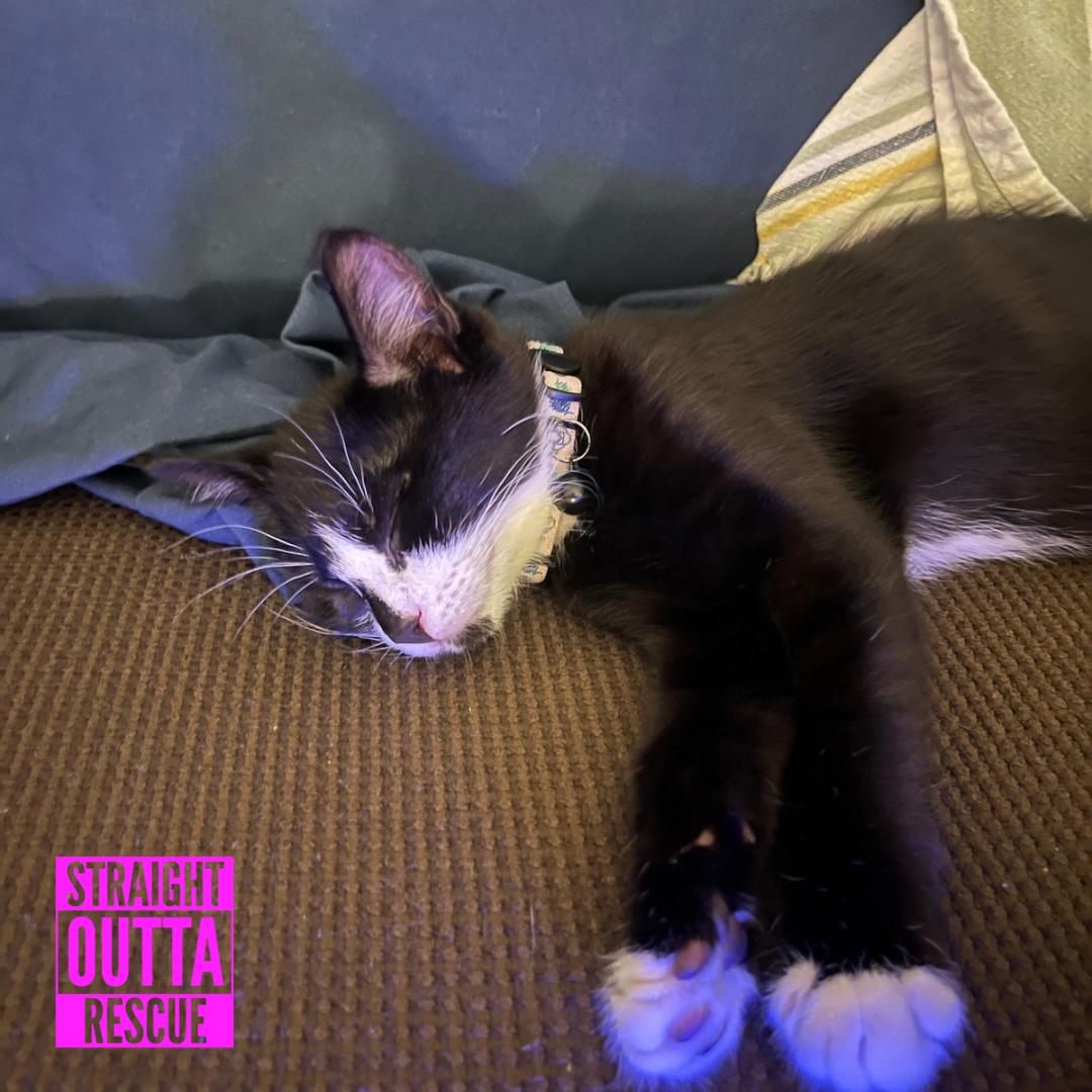 Agatha, a ADOPTABLE Domestic Short Hair in Vancouver, BC image 2/5