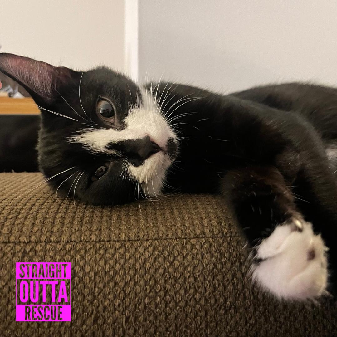 Enlarge Agatha, a Adoptable Domestic Short Hair in Vancouver, BC image 6/6