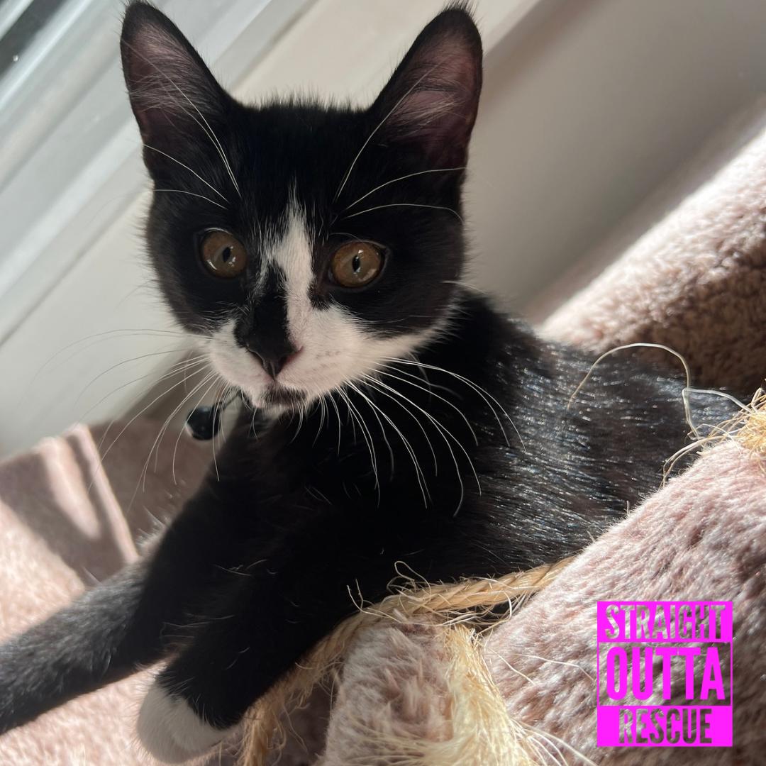 Agatha, a ADOPTABLE Domestic Short Hair in Vancouver, BC image 4/6