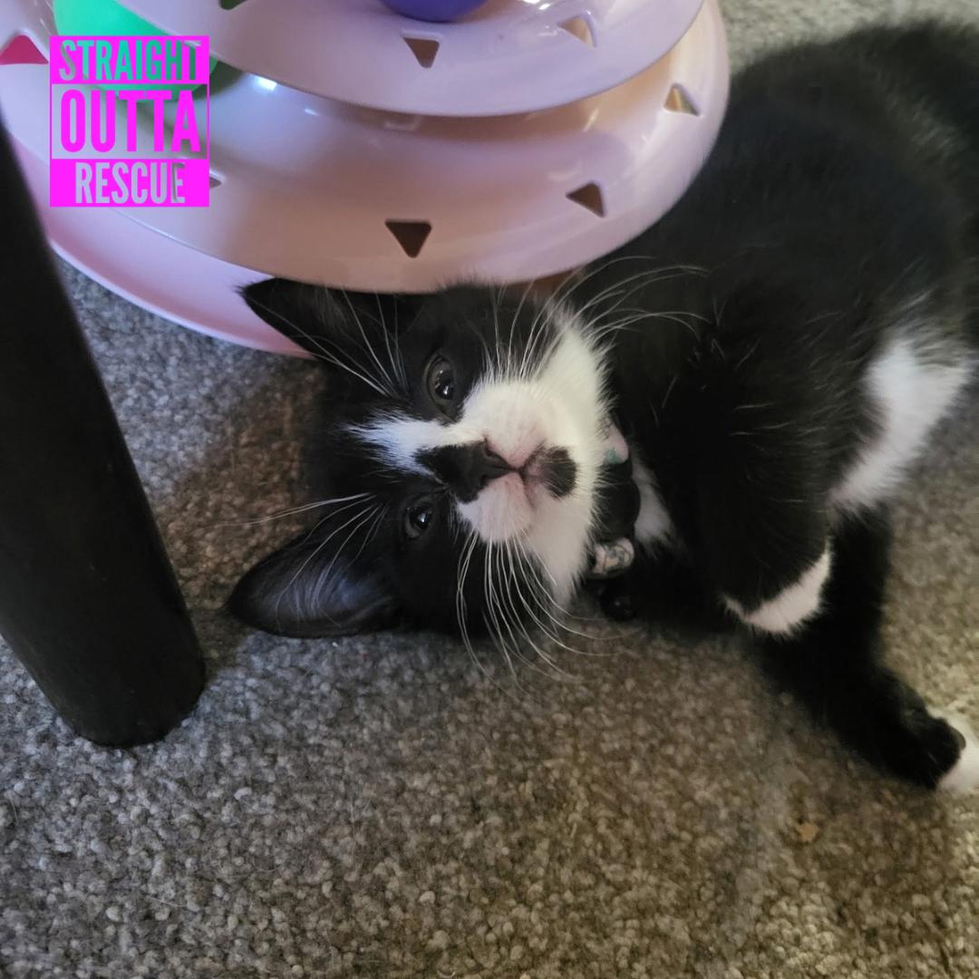 Agatha, a ADOPTABLE Domestic Short Hair in Vancouver, BC image 5/5