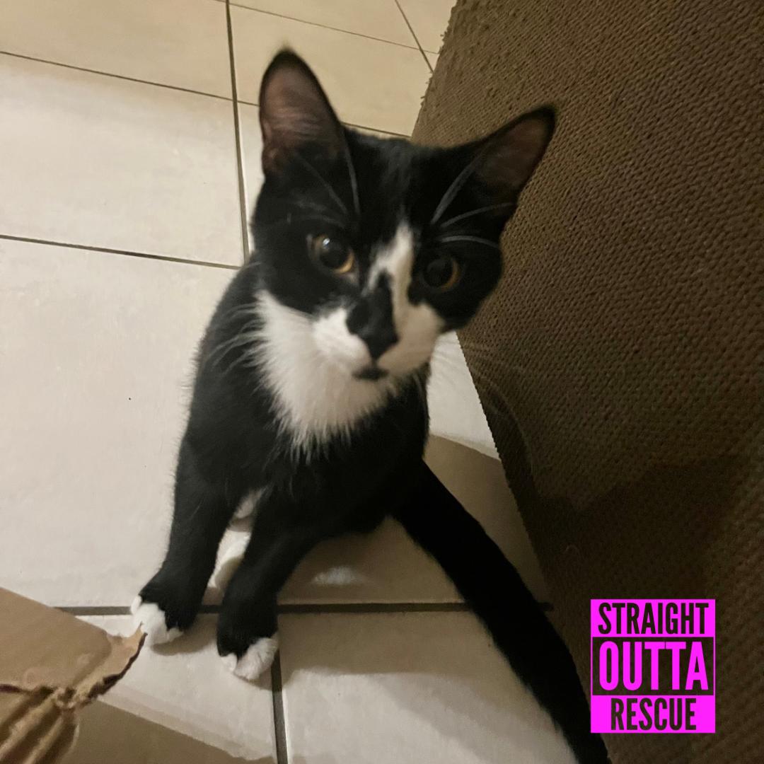 Enlarge Agatha, a Adoptable Domestic Short Hair in Vancouver, BC image 2/6
