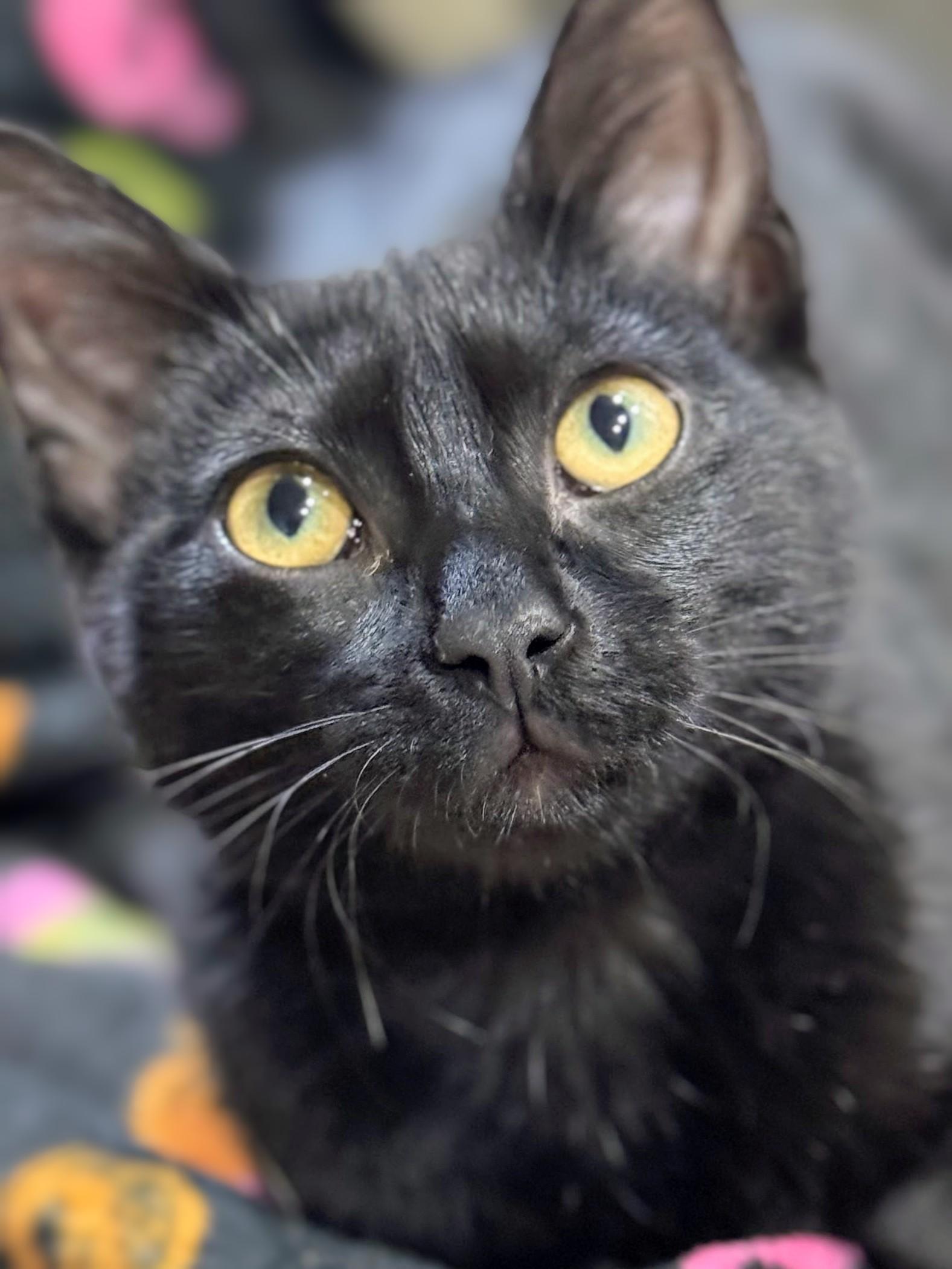 Poppy, a Adoptable Domestic Short Hair in Johnsburg, IL image 1/3