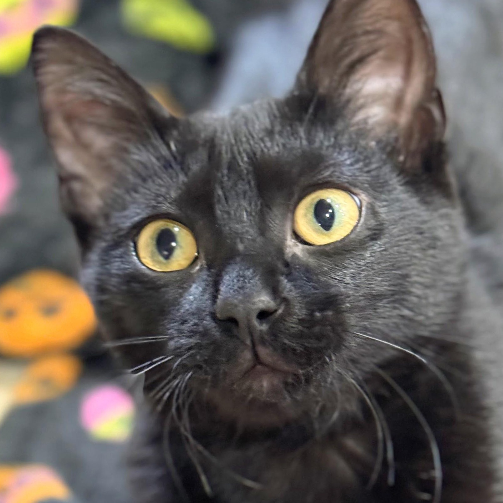 Poppy, a Adoptable Domestic Short Hair in Johnsburg, IL image 2/3