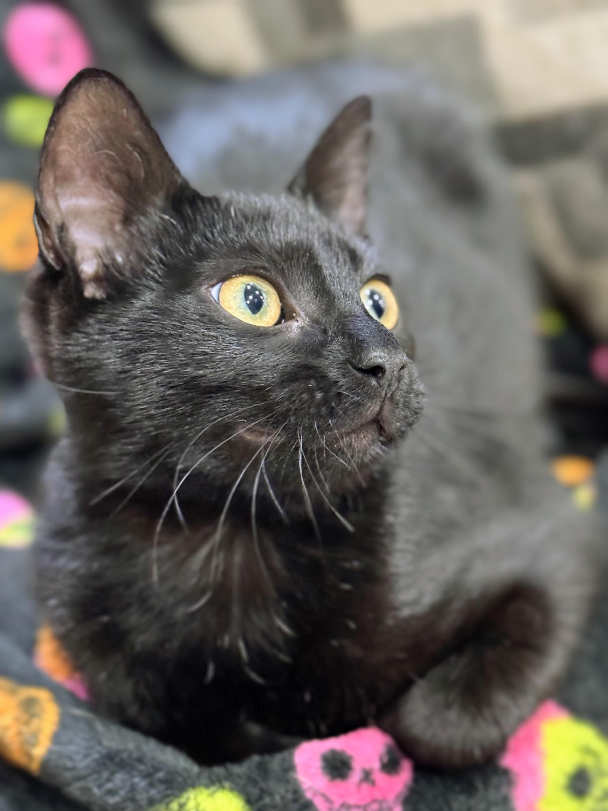 Poppy, a Adoptable Domestic Short Hair in Johnsburg, IL image 3/3