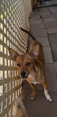 Jack, a Adoptable mixed breed in Oakdale, CA image 1/3