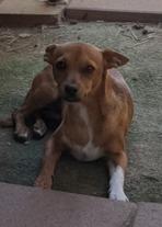 Jack, a Adoptable mixed breed in Oakdale, CA image 2/3