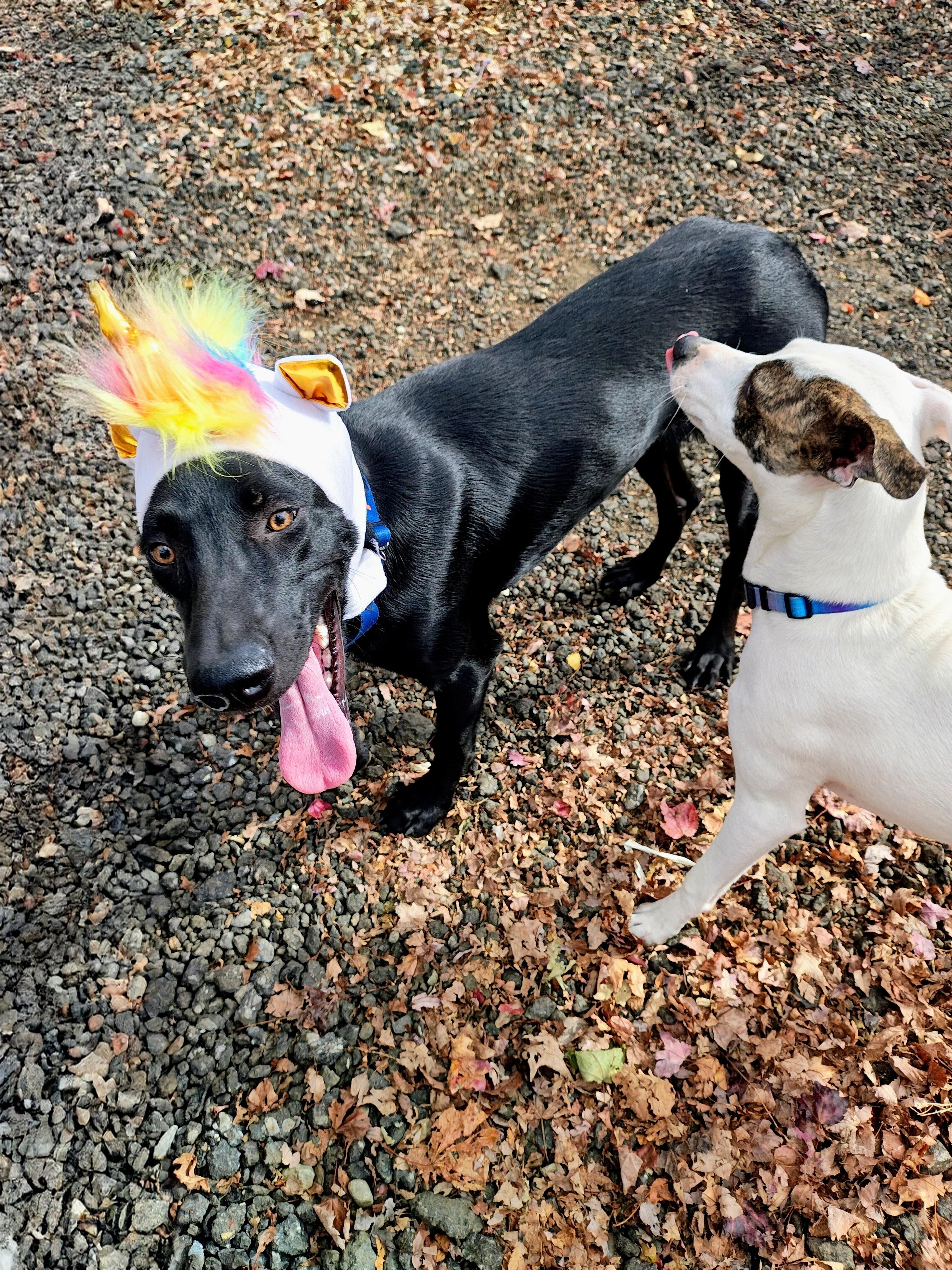 Marlo - Fostered in Connecticut