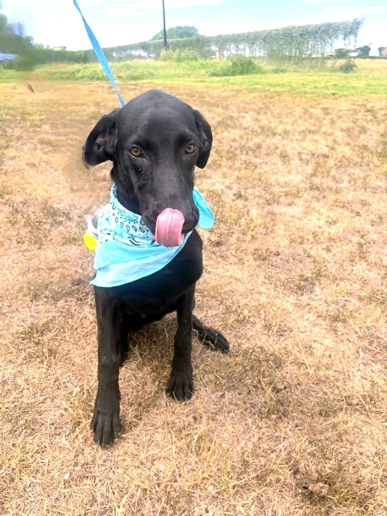 Marlo - Fostered in Connecticut
