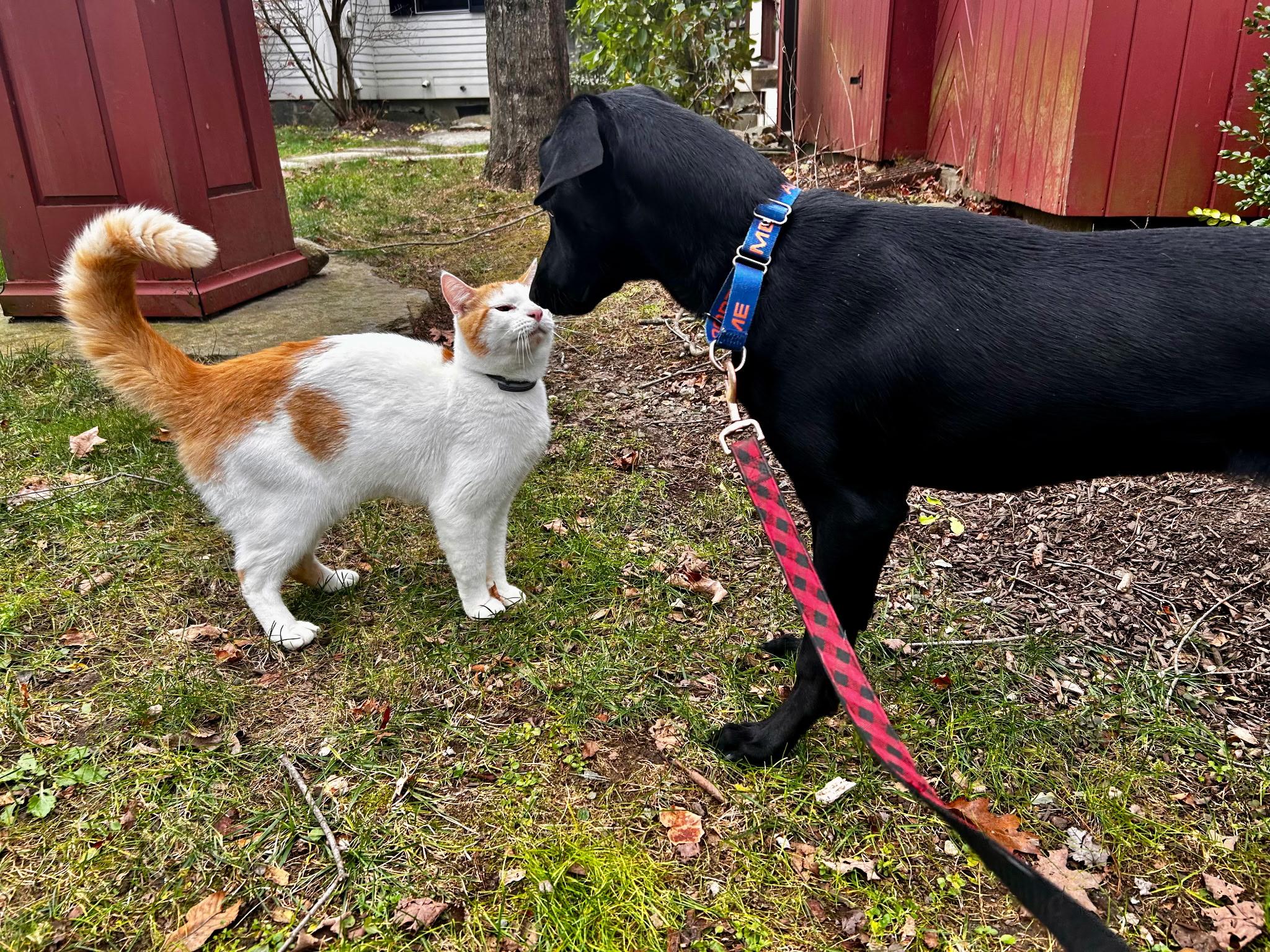 Marlo - Fostered in Connecticut