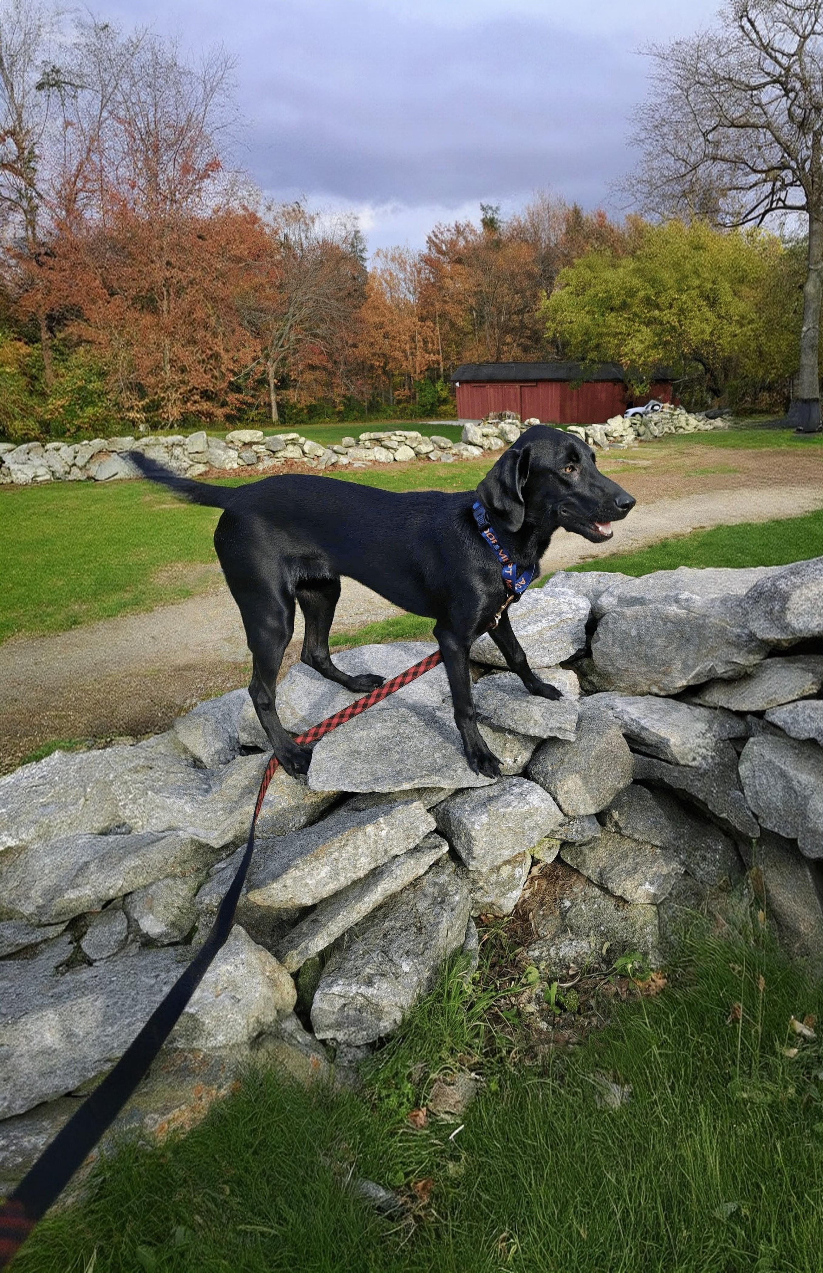 Marlo - Fostered in Connecticut