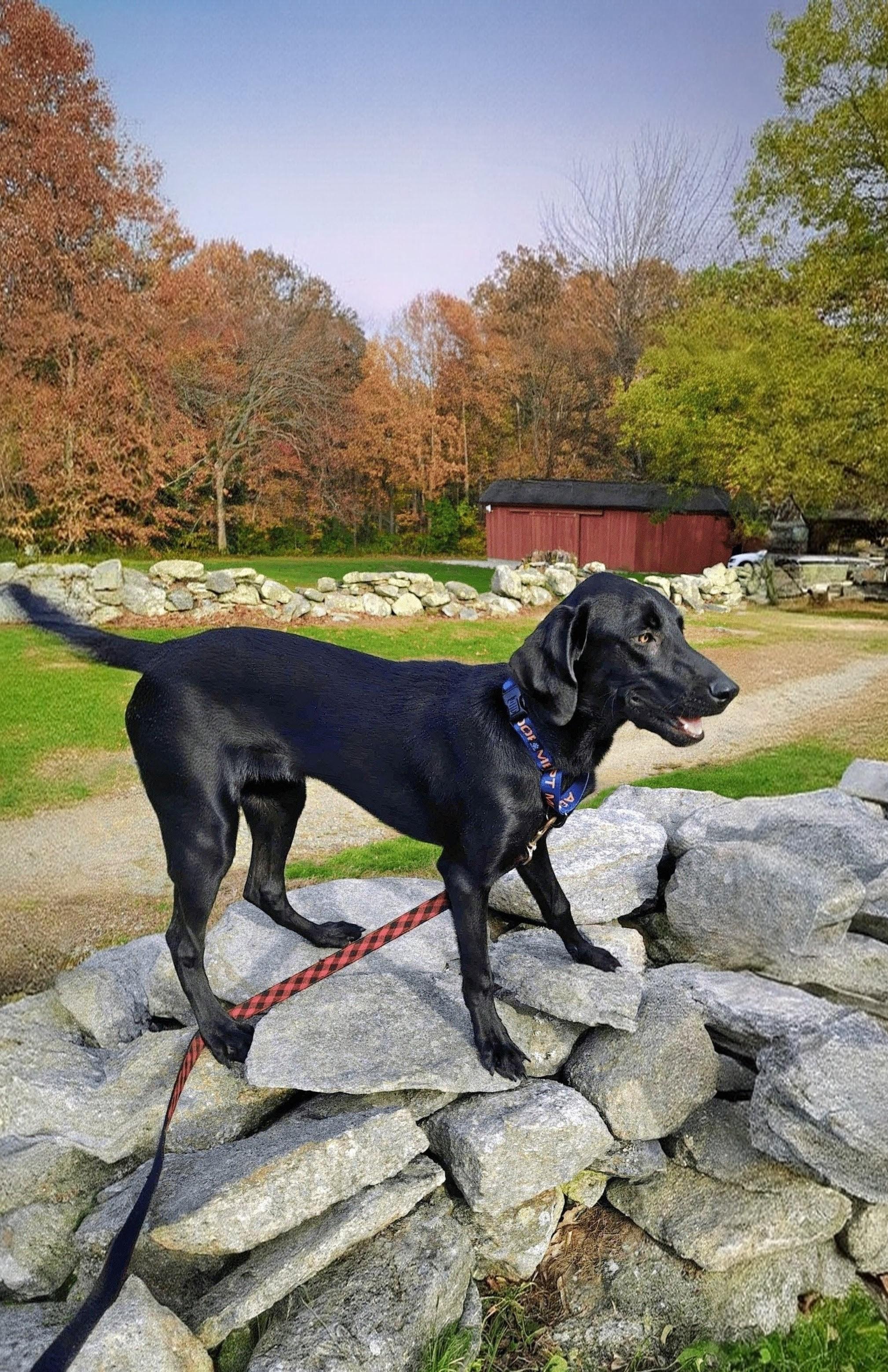 Marlo - Fostered in Connecticut