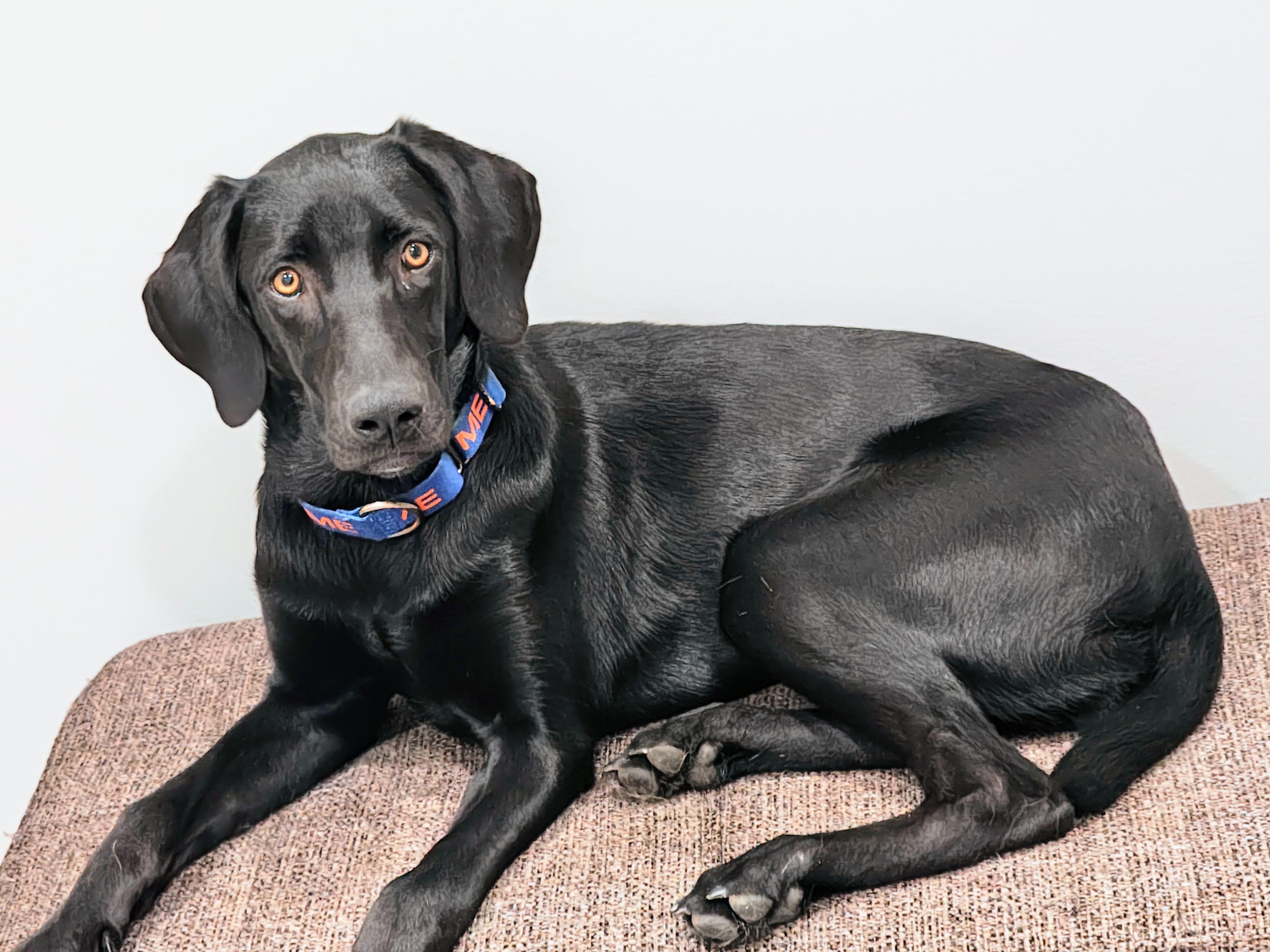 Marlo - Fostered in Connecticut