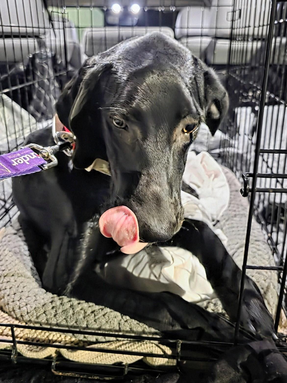Marlo - Fostered in Connecticut