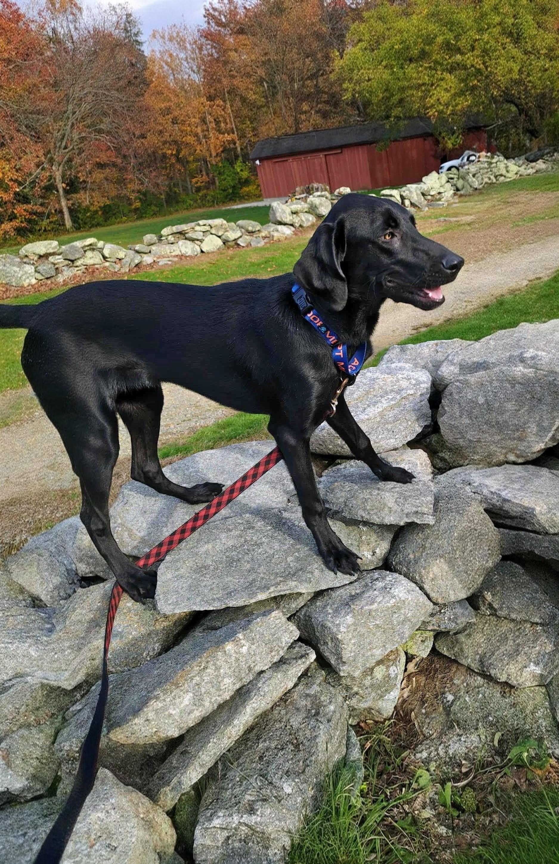 Marlo - Fostered in Connecticut