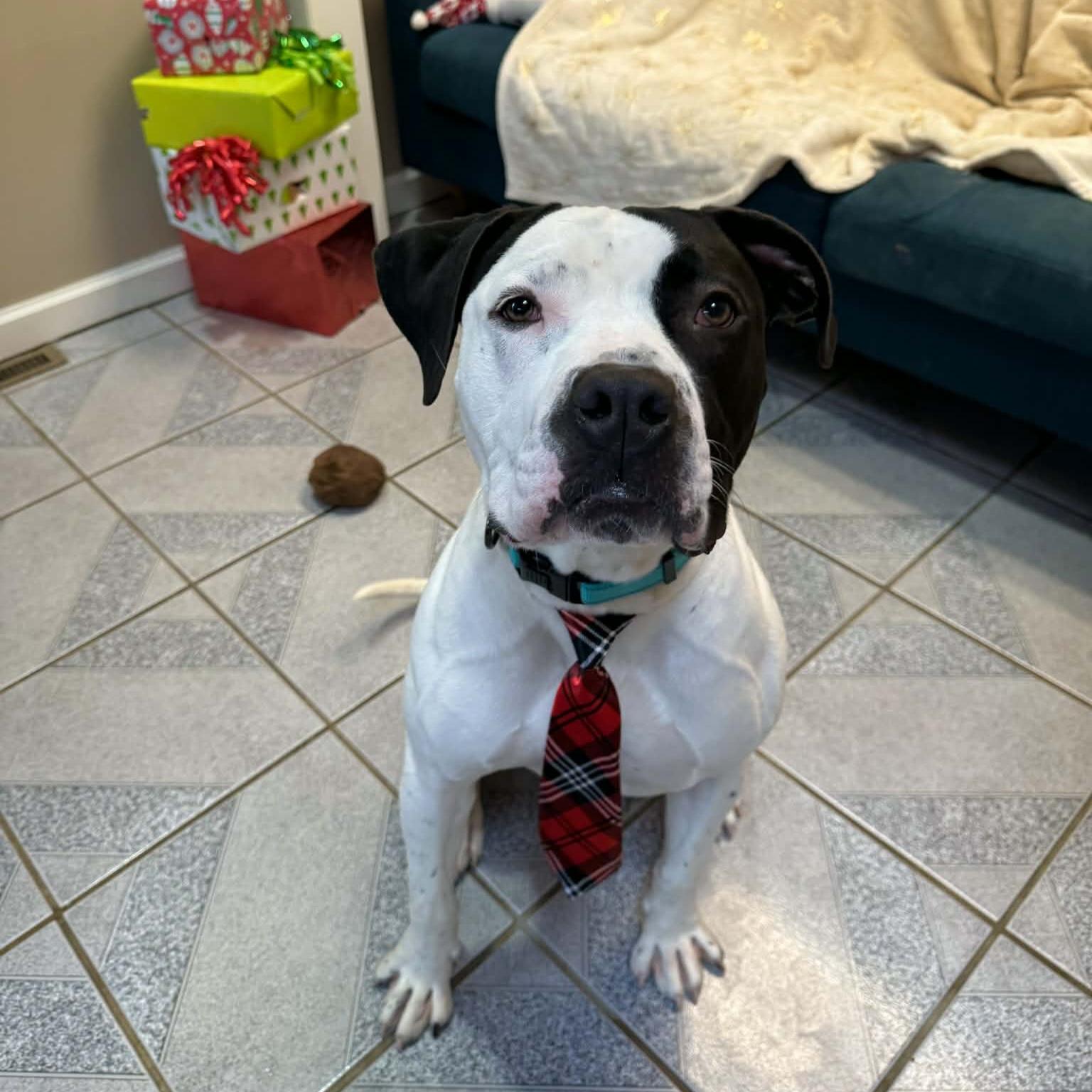 Enlarge Krypto, a Adoptable mixed breed in Normal, IL image 3/6