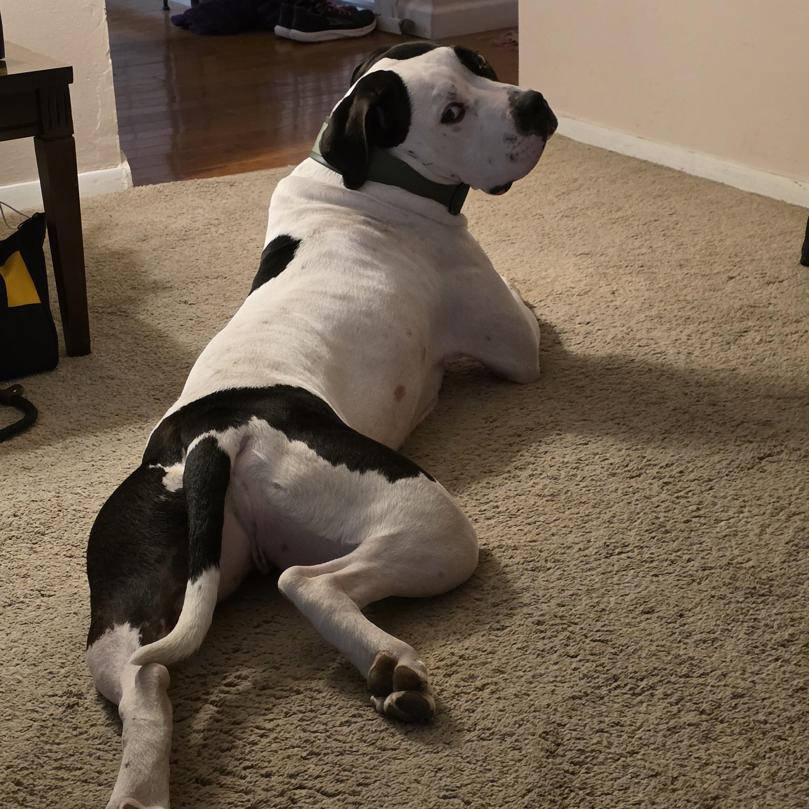 Enlarge Krypto, an adoptable mixed breed in Normal, IL image 5/6