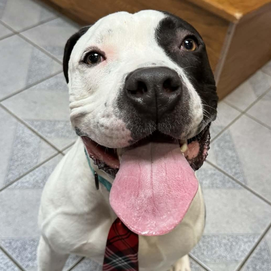 Krypto, adoptable, Adult Male Pit Bull Terrier.