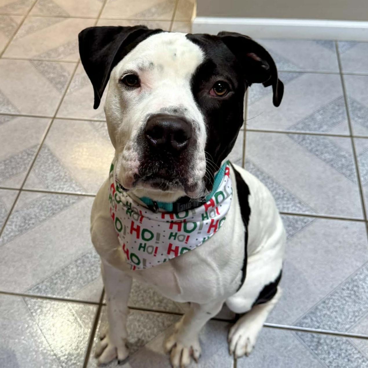 Enlarge Krypto, a Adoptable mixed breed in Normal, IL image 4/6