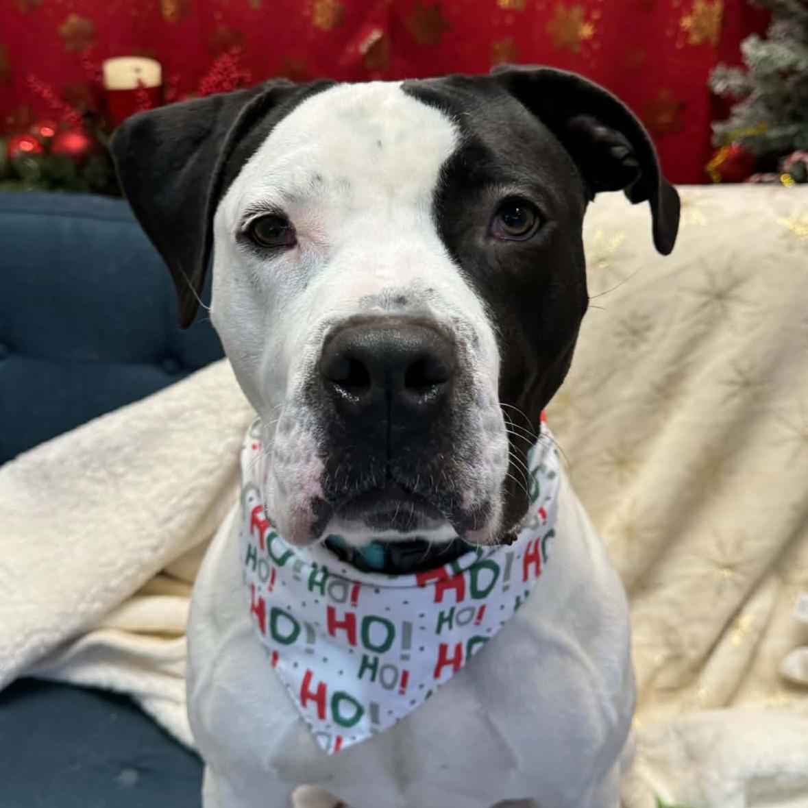 Enlarge Krypto, a Adoptable mixed breed in Normal, IL image 1/6