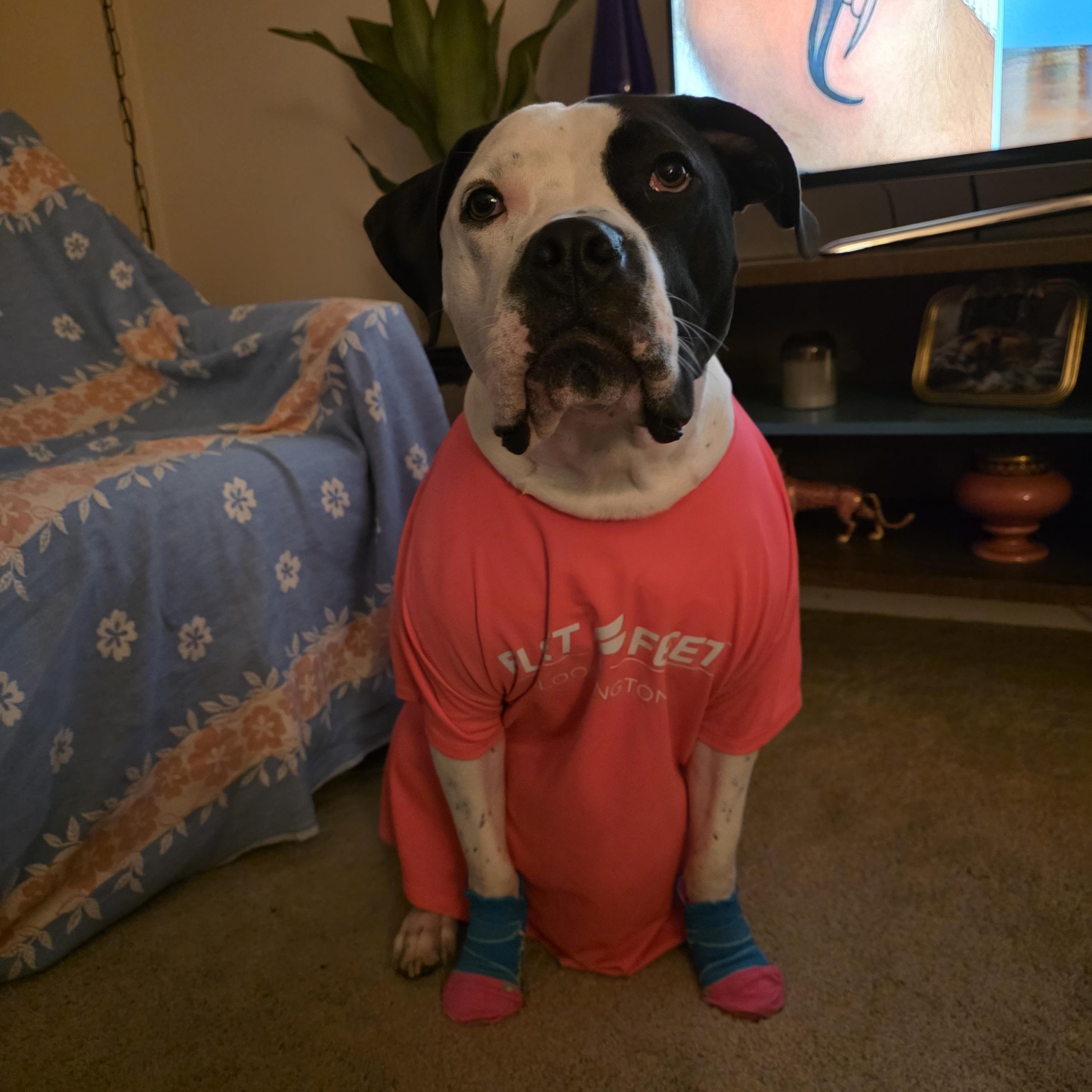 Enlarge Krypto, an adoptable mixed breed in Normal, IL image 6/6