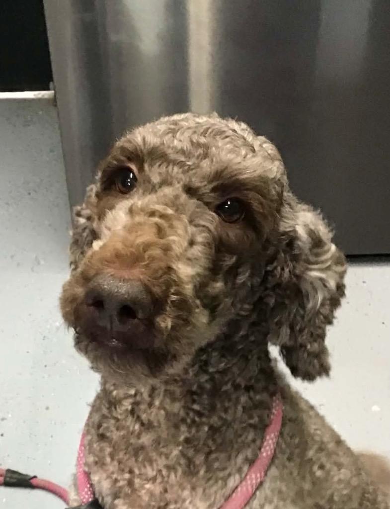 Coco, Adoptable, Young Female Poodle.