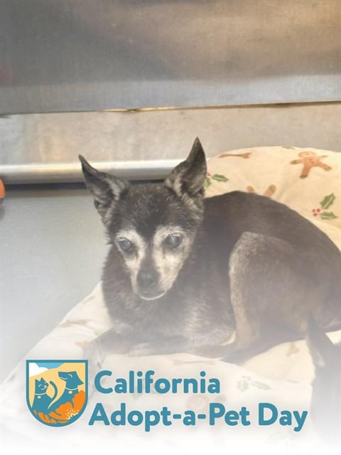 Enlarge BELLA, a Adoptable mixed breed in South Lake Tahoe, CA image 1/1