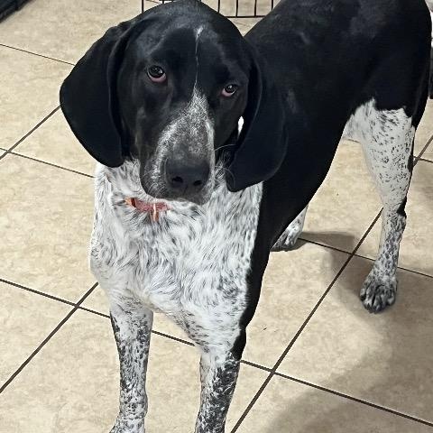 Enlarge Olivia, a Adoptable mixed breed in Chelmsford, MA image 3/3