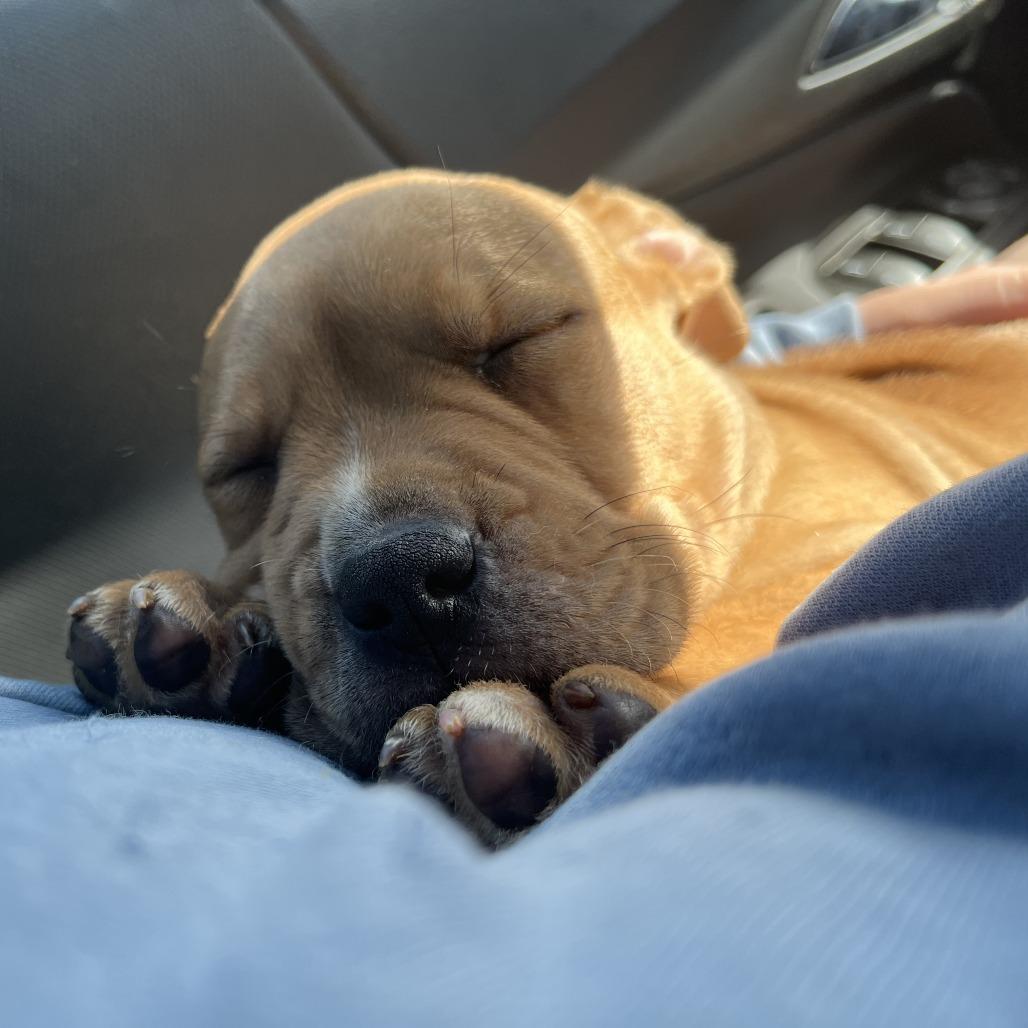 Enlarge Artemis, a Adoptable mixed breed in Springfield, IL image 3/4