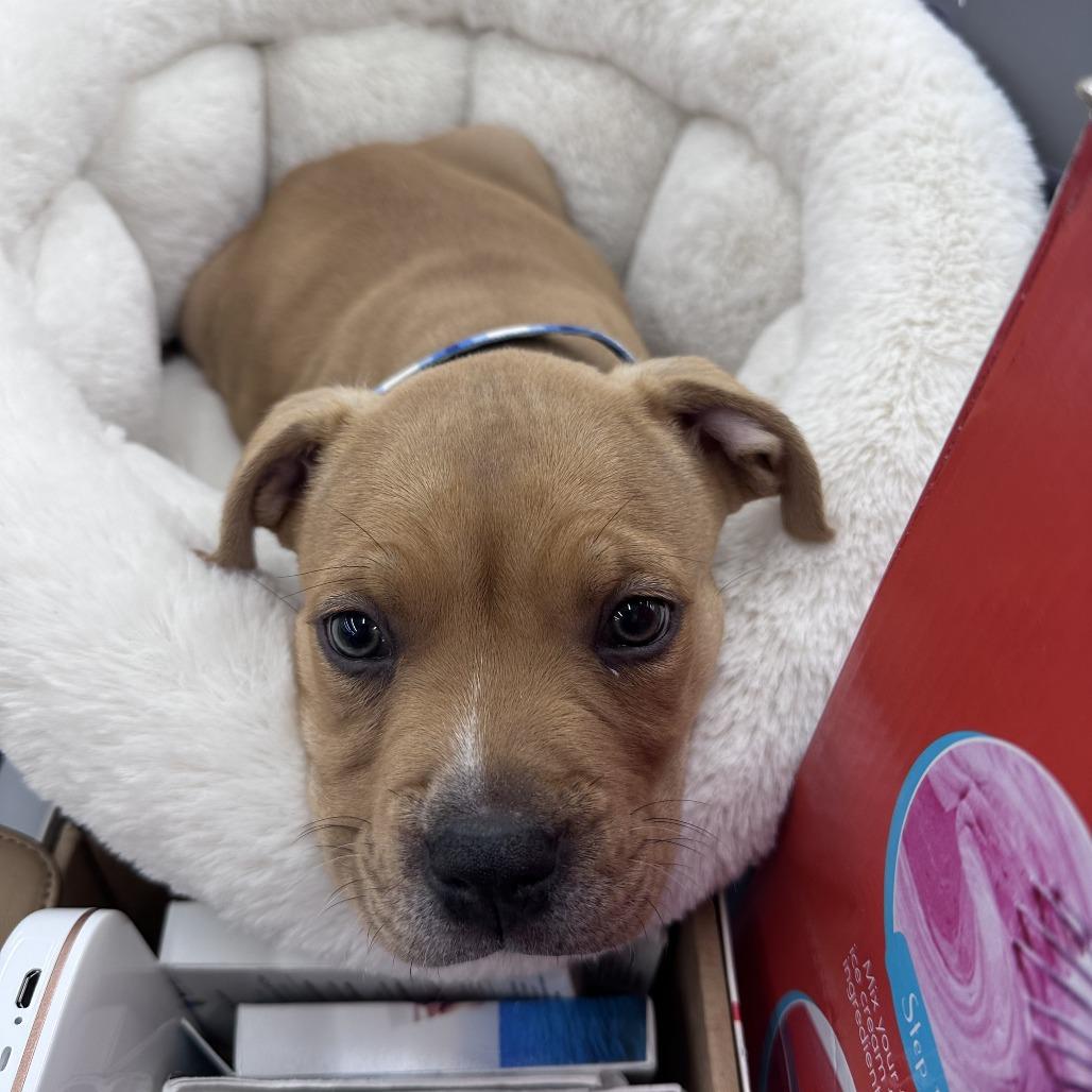 Enlarge Artemis, a Adoptable mixed breed in Springfield, IL image 4/4
