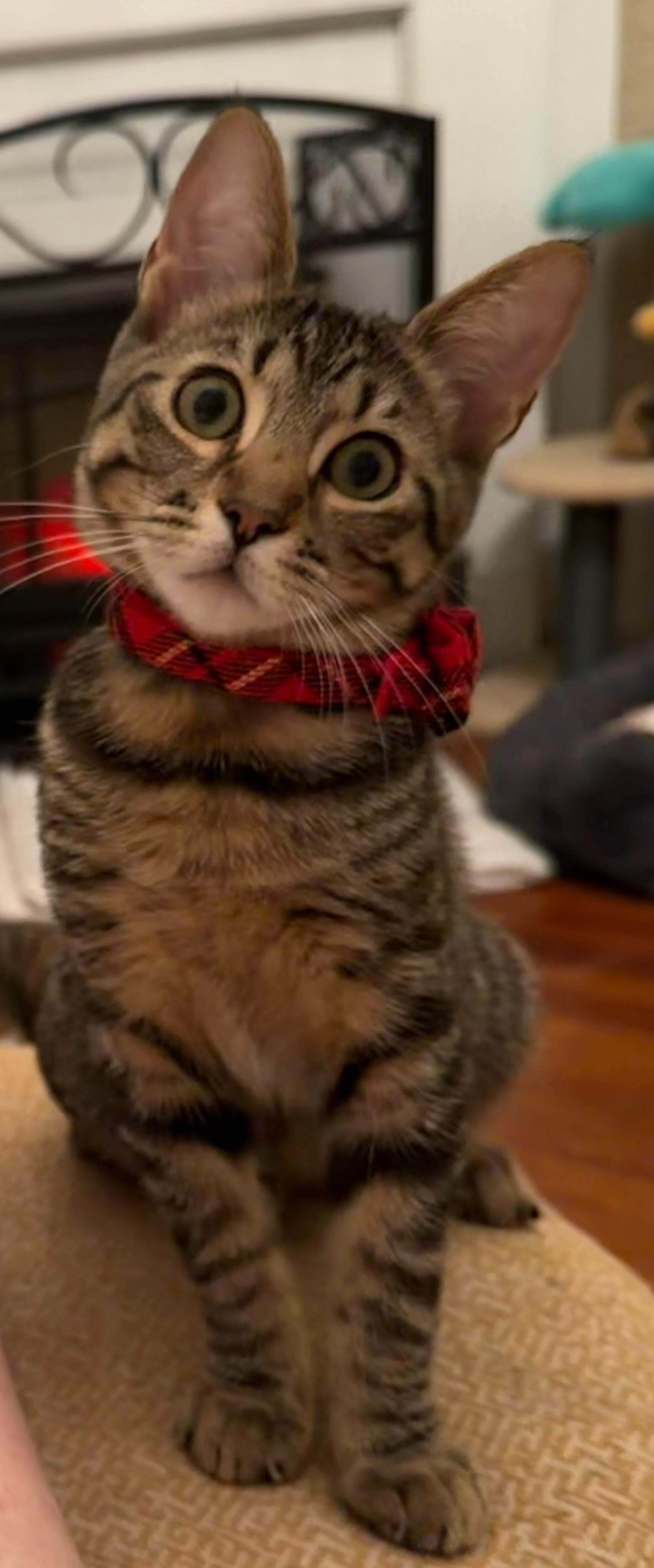 Enlarge Cabernet =^.^=, an adopted Domestic Short Hair in Jacksonville, FL image 1/1