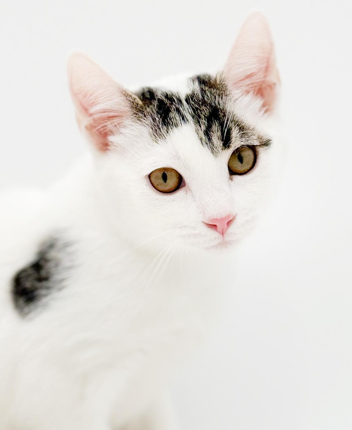 Enlarge Bubba is just a bouncy baby PRECIOUS boy!  , an adopted mixed breed in Bedford Hills, NY image 2/6