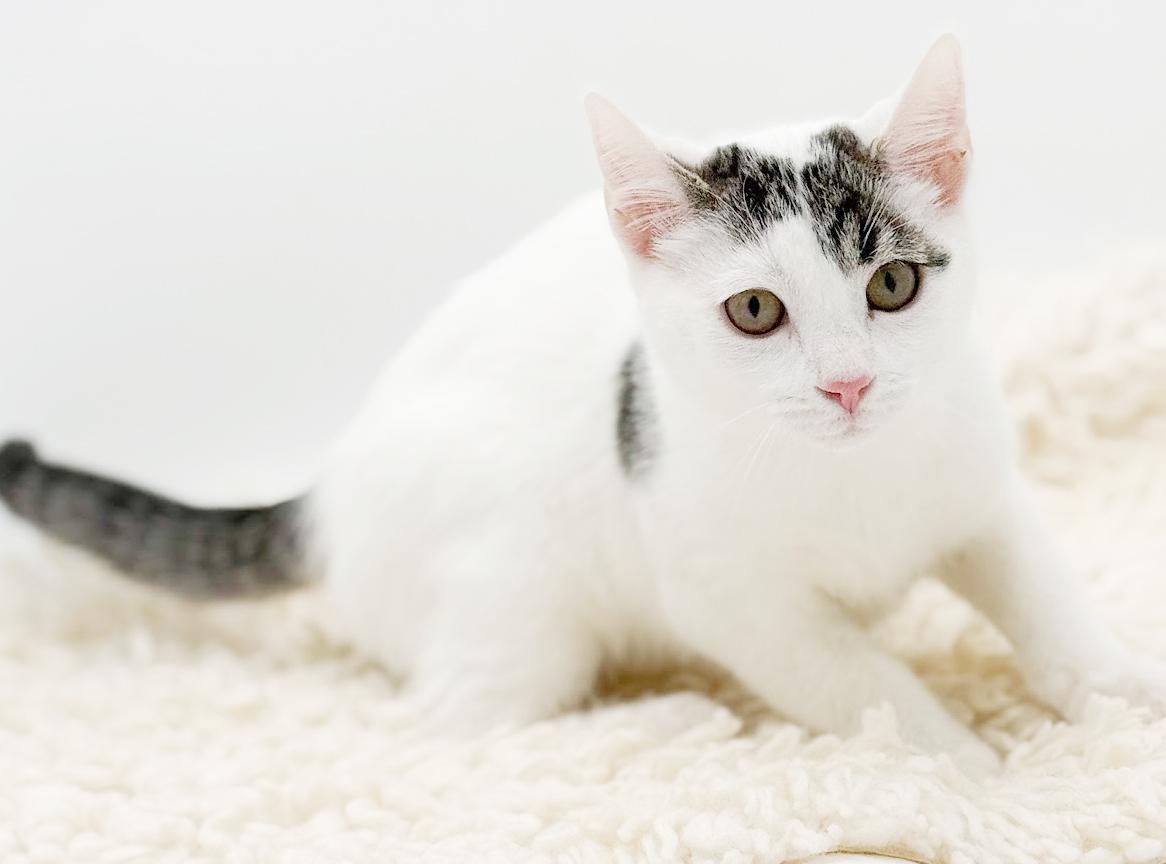 Enlarge Bubba is just a bouncy baby PRECIOUS boy!  , an adopted mixed breed in Bedford Hills, NY image 6/6