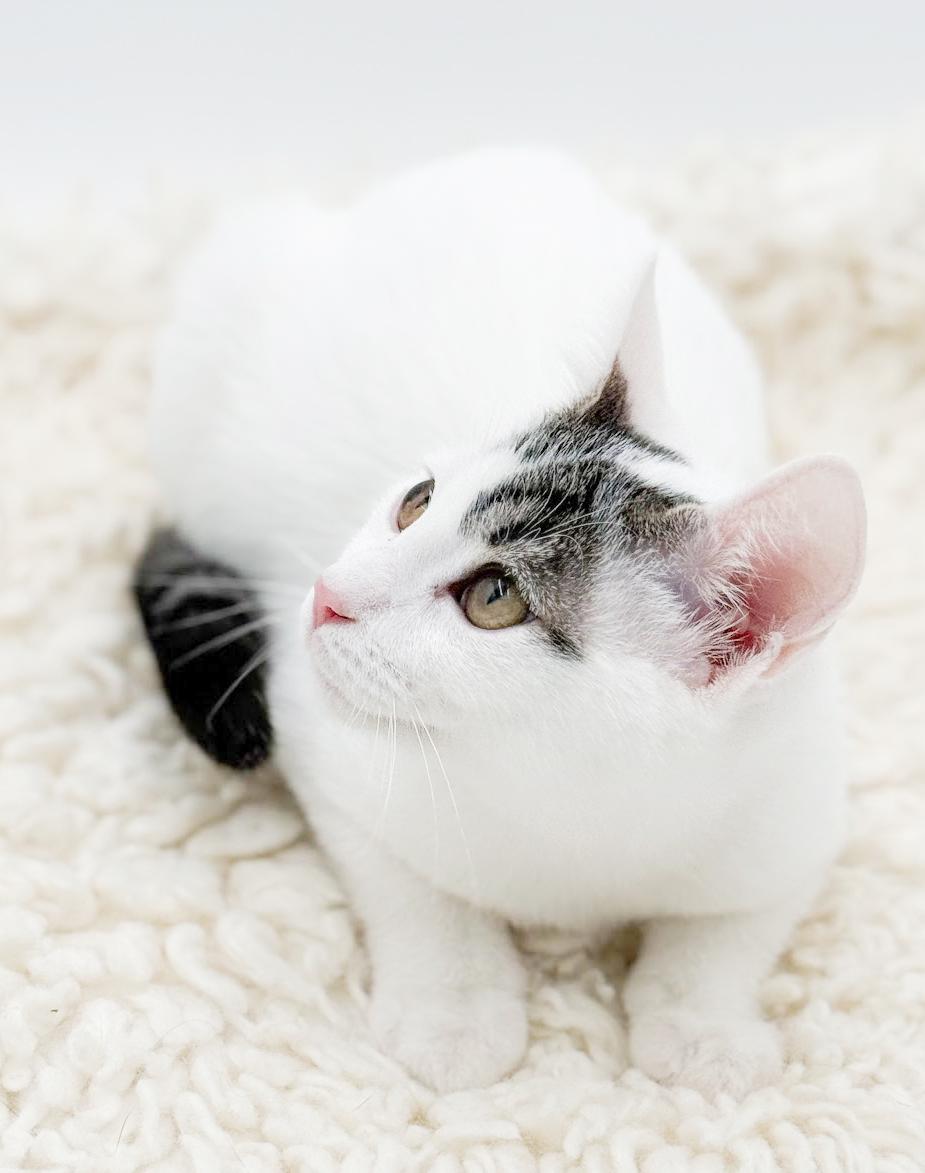 Enlarge Bubba is just a bouncy baby PRECIOUS boy!  , an adopted mixed breed in Bedford Hills, NY image 4/6