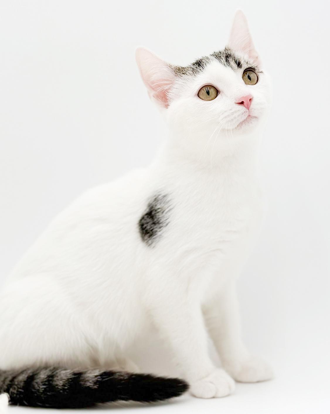 Enlarge Bubba is just a bouncy baby PRECIOUS boy!  , an adopted mixed breed in Bedford Hills, NY image 5/6