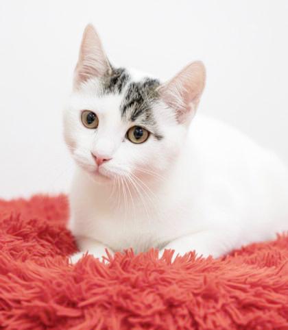 Enlarge Bubba is just a bouncy baby PRECIOUS boy!  , an adopted mixed breed in Bedford Hills, NY image 3/6