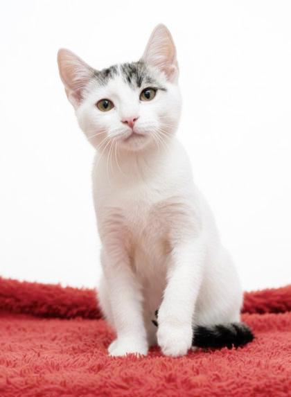 Enlarge Bubba is just a bouncy baby PRECIOUS boy!  , an adopted mixed breed in Bedford Hills, NY image 1/6