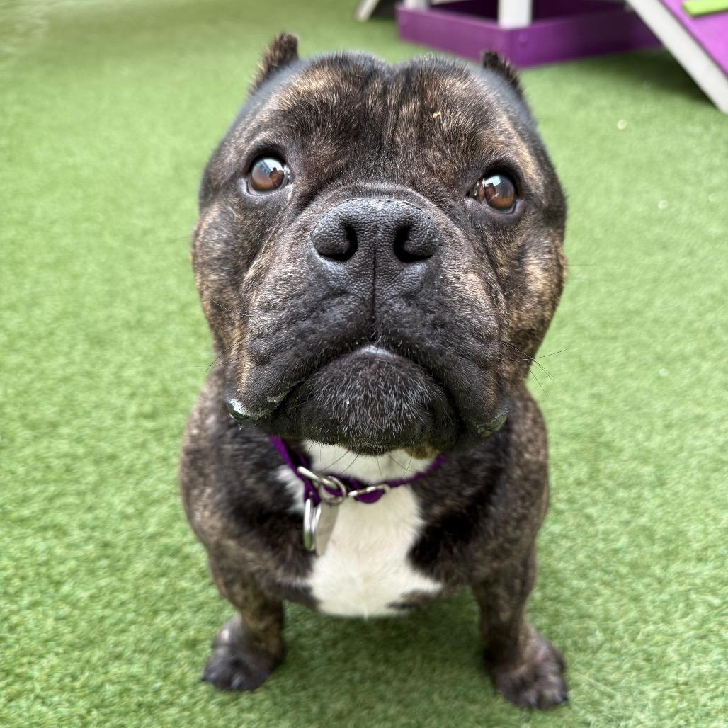 Enlarge Chuckles, a Adoptable Pit Bull Terrier in Los Angeles, CA image 1/1