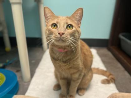 Enlarge Sunshine, a Adoptable mixed breed in Phoenix, AZ image 1/2