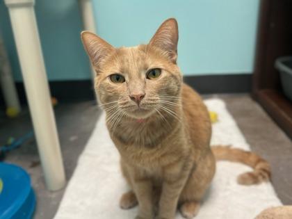 Enlarge Sunshine, a Adoptable mixed breed in Phoenix, AZ image 2/2