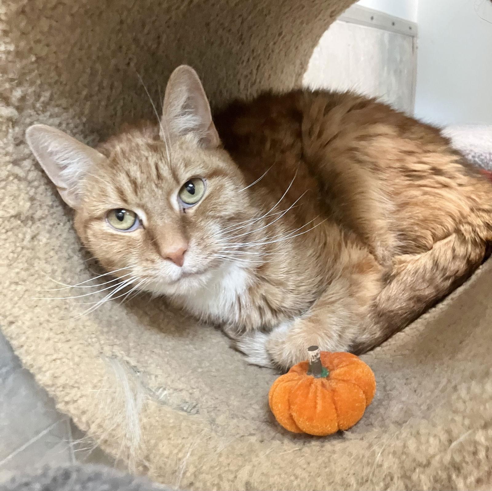 Savage  Kbc thumbnail 2