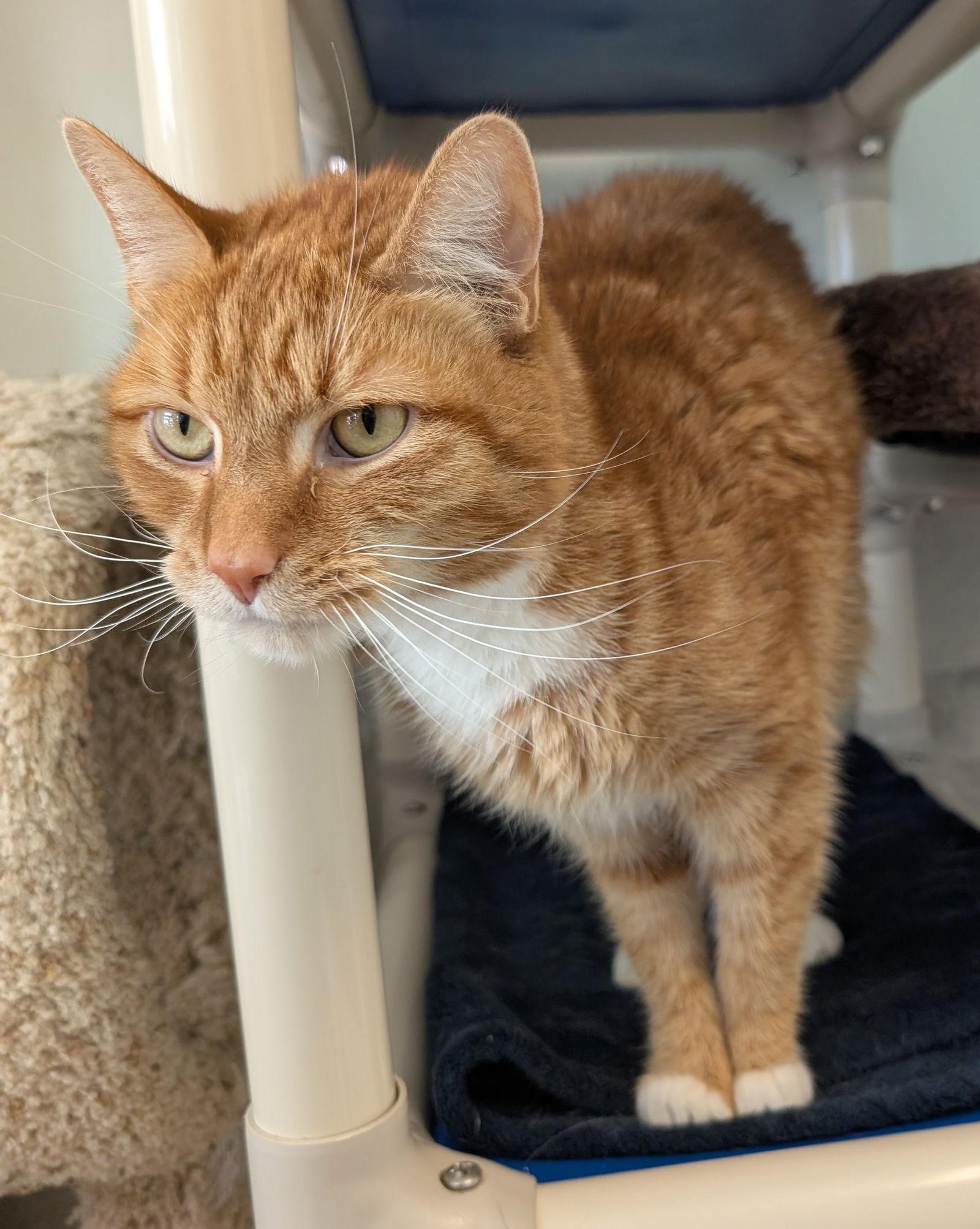 Savage  Kbc thumbnail 3