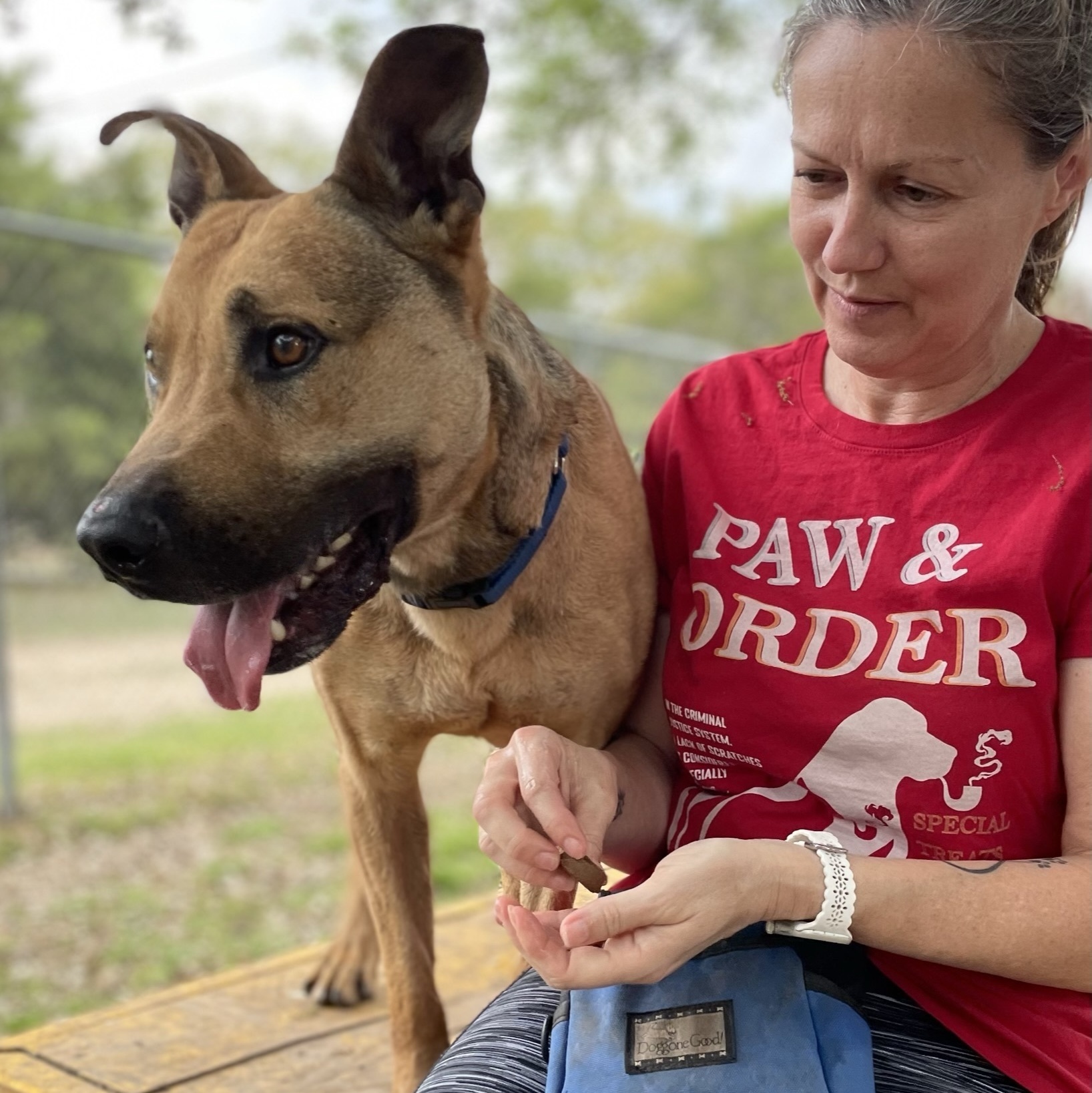 Loki, Adoptable, Adult Male Black Mouth Cur & Mixed Breed.