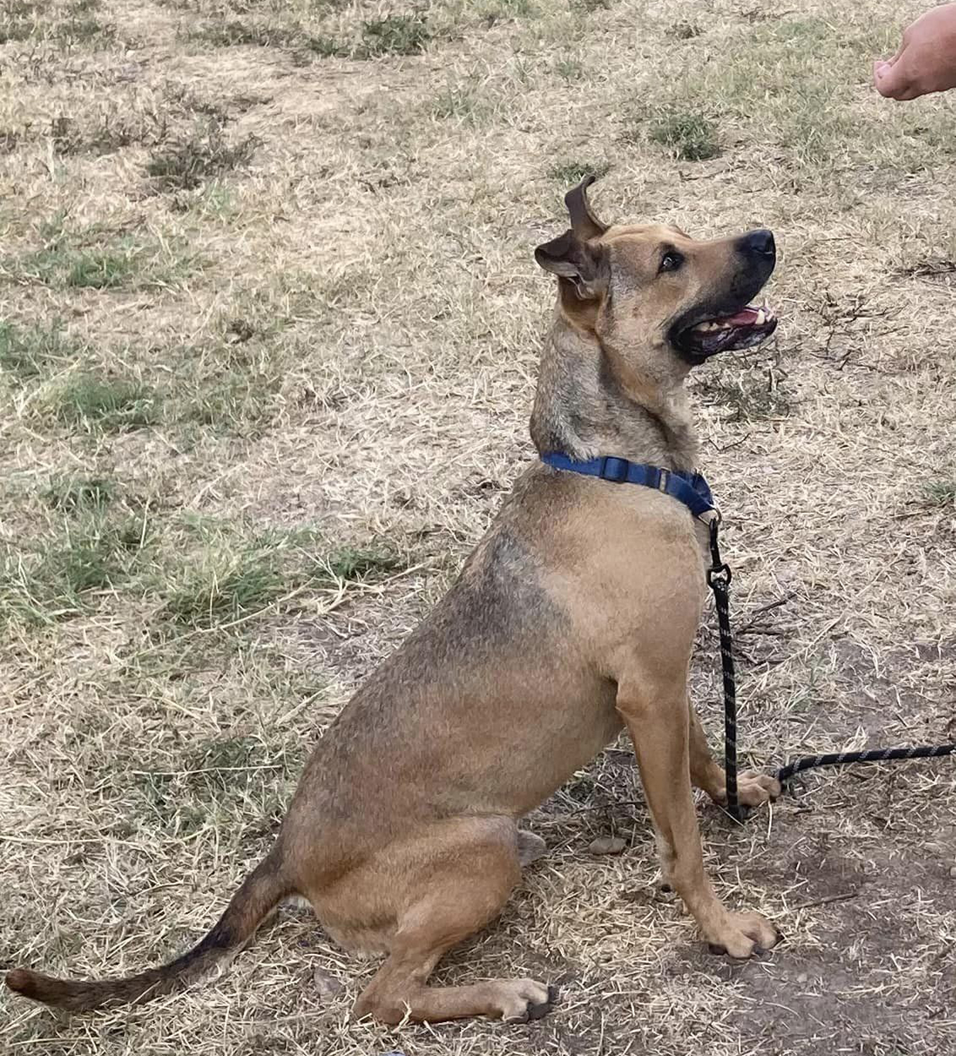 Loki, a Adoptable mixed breed in Georgetown, TX image 2/12