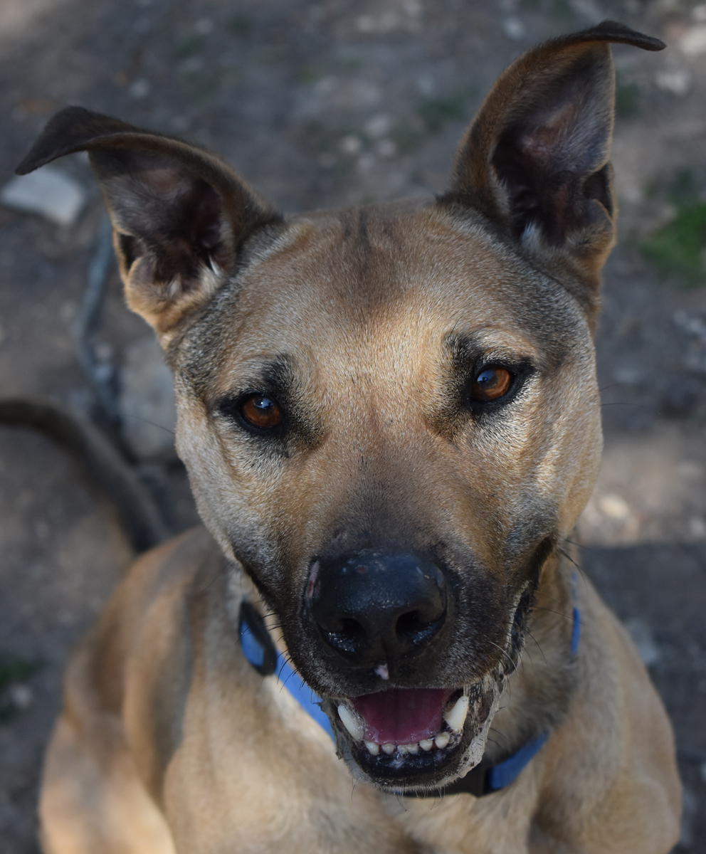 Loki, a Adoptable mixed breed in Georgetown, TX image 3/12