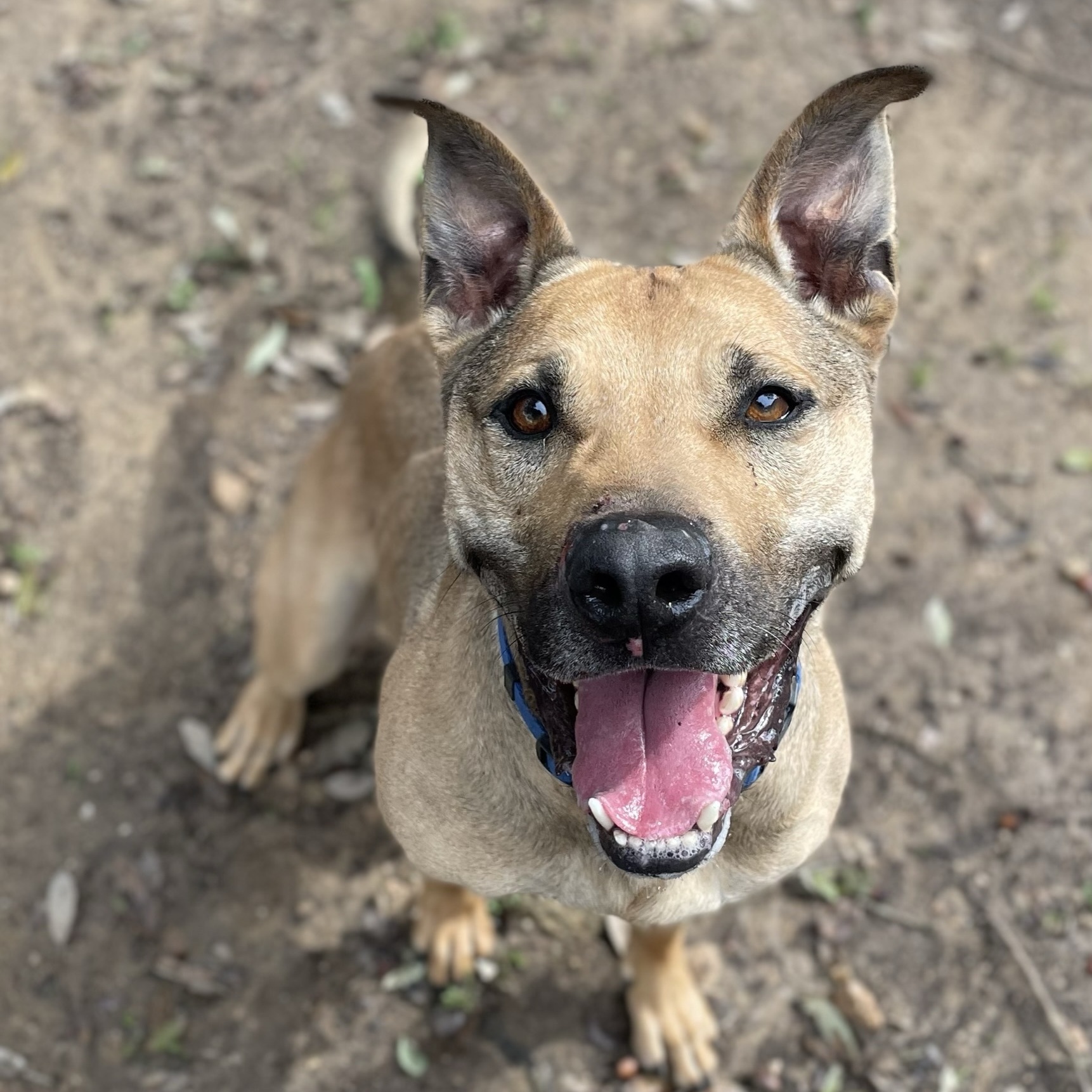 Loki, Adoptable, Adult Male Black Mouth Cur & Mixed Breed.