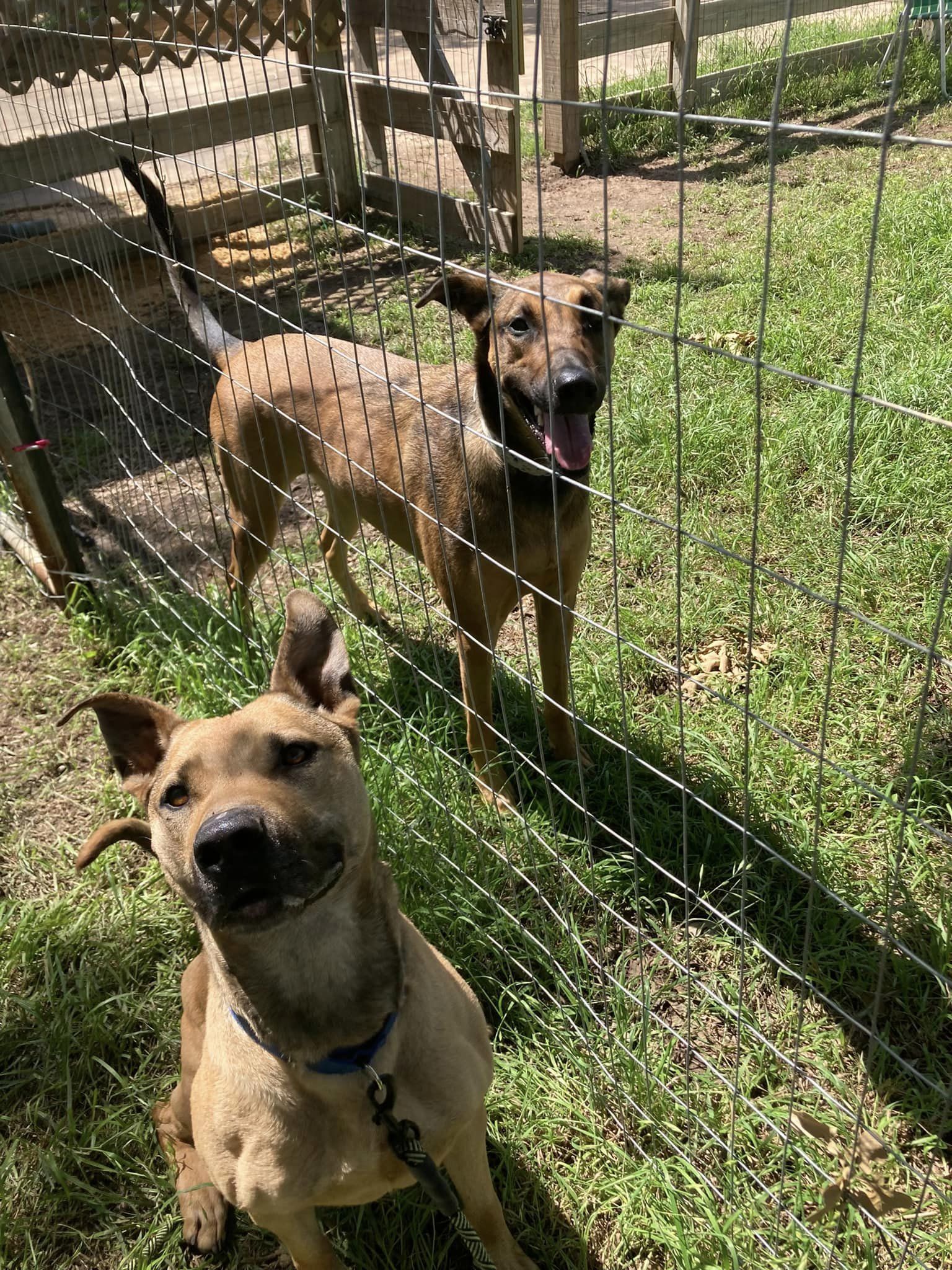 Loki, a Adoptable mixed breed in Georgetown, TX image 5/12