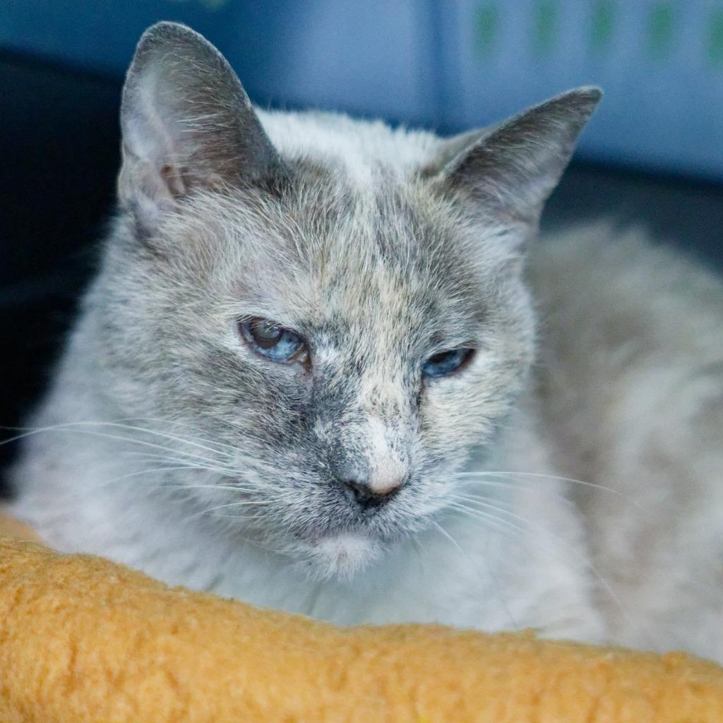 Cooper, Adoptable, Senior Female Siamese.