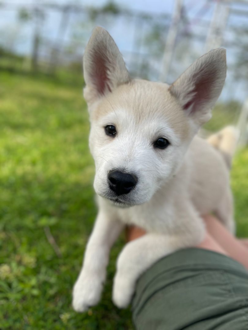 Enlarge Toby, a Adopted Husky in Columbus, OH image 1/6