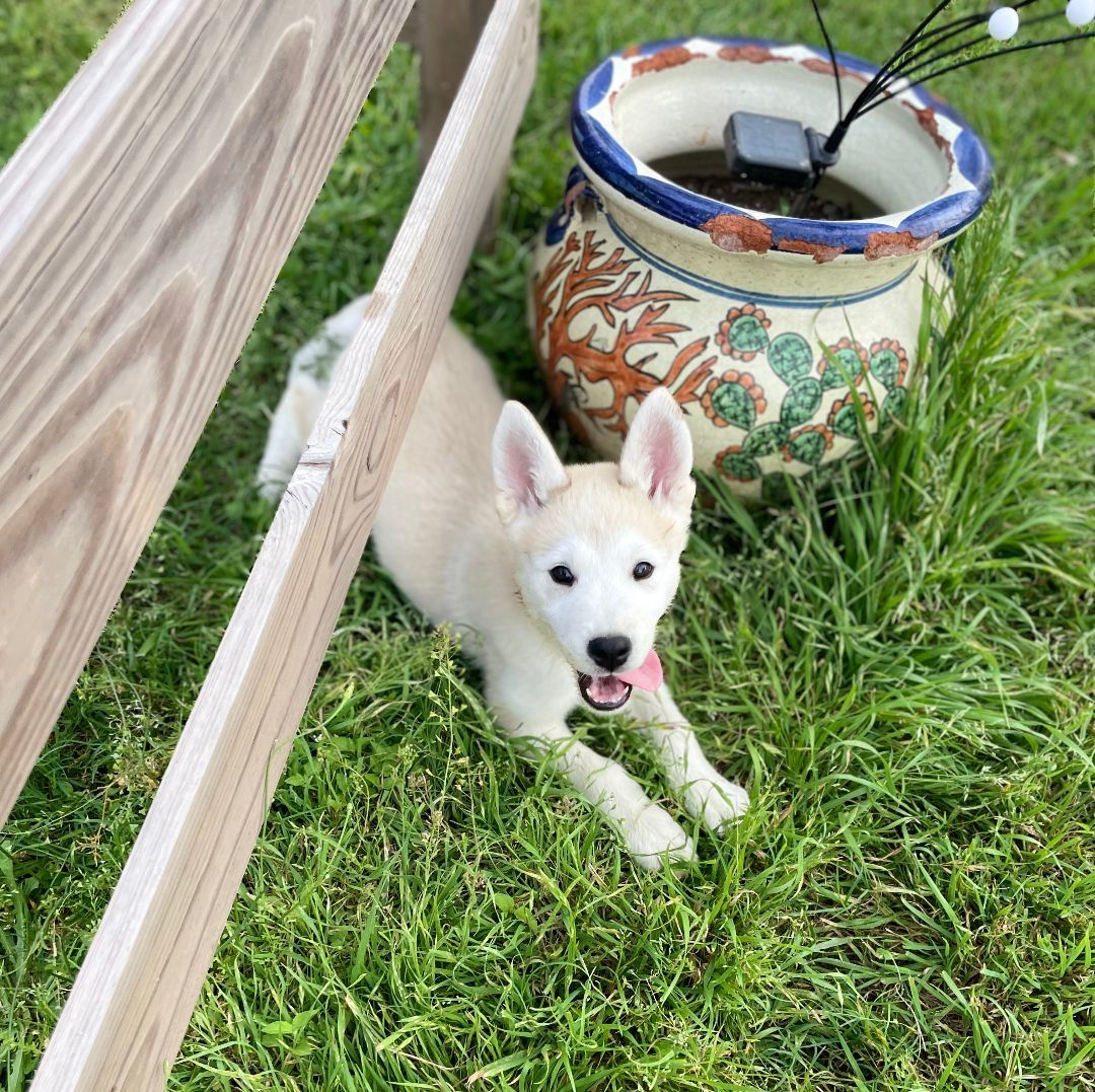 Enlarge Toby, a Adopted Husky in Columbus, OH image 2/6